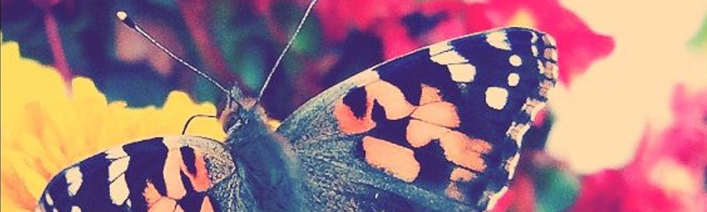 Instagram selbst machen – warum und&nbsp;wozu?