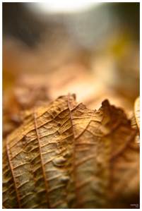 autumn-leaf-01-online