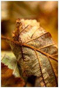 autumn-leaf-02-online