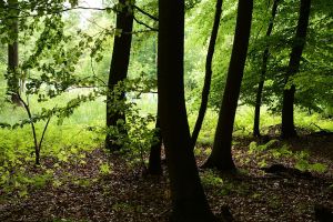 streakinglight-bsp02-unprocessed