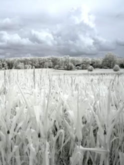 Movements in Red&nbsp;[KW14/2013]