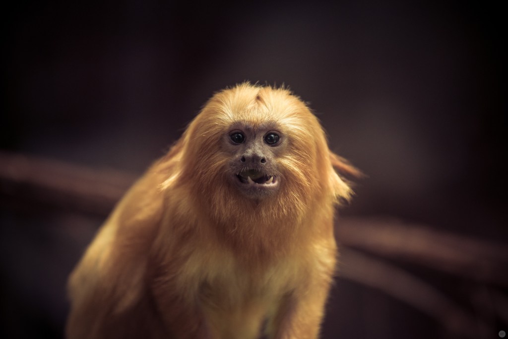 little lions 1 [Nikon D800 & AF-S NIKKOR 70–200 mm 1:4 G ED VR, 185 Millimeter, 1/100 Sekunde, f4, ISO 1.000]