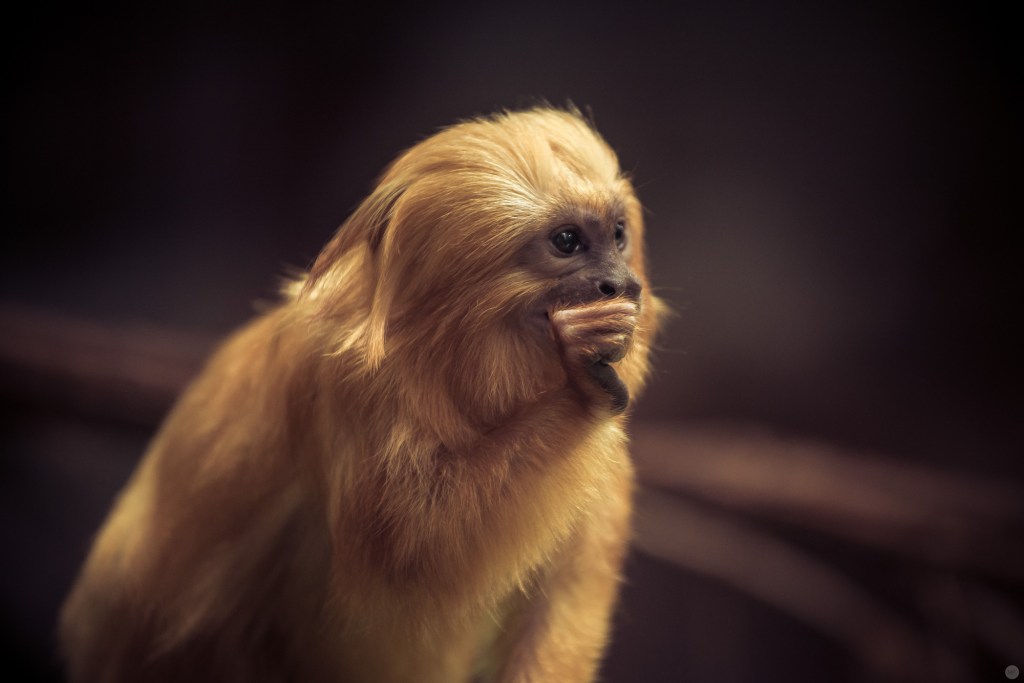 little lions 2 [Nikon D800 & AF-S NIKKOR 70–200 mm 1:4 G ED VR, 200 Millimeter, 1/100 Sekunde, f4, ISO 1.000]