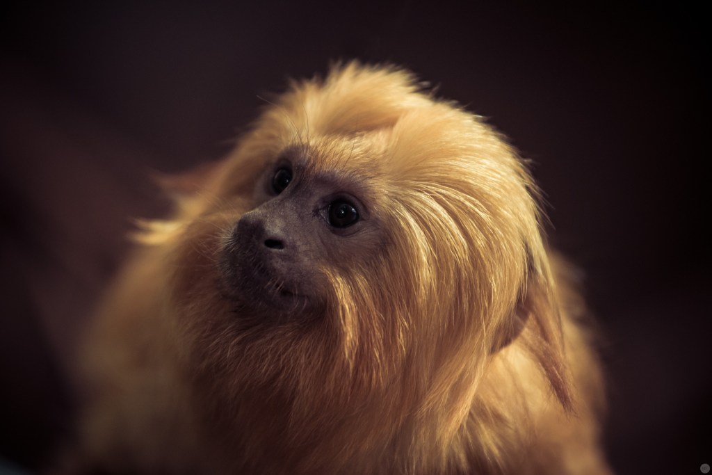 little lions 3 [Nikon D800 & AF-S NIKKOR 70–200 mm 1:4 G ED VR, 200 Millimeter, 1/100 Sekunde, f4, ISO 1.000]