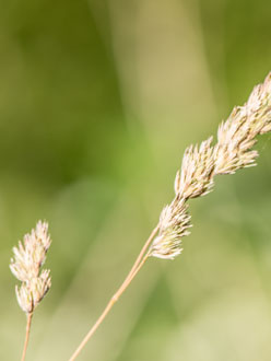 Nikon D800E [Testvideo]