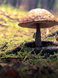 Sparks in the realm of&nbsp;twilight