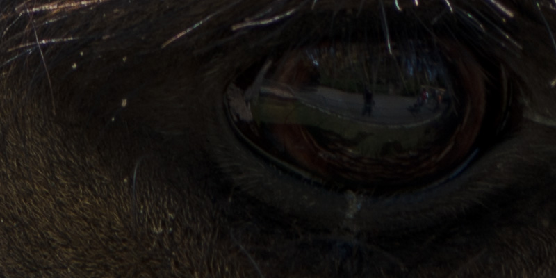 nikon-d800e-test01-003-100prozent_online