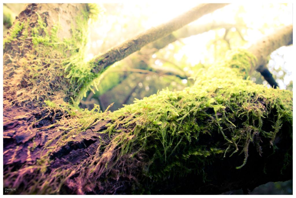 sparks-in-the-realm-of-twilight-001