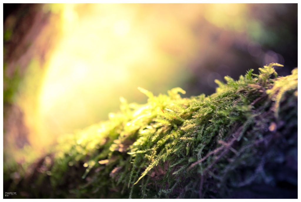 sparks-in-the-realm-of-twilight-003-final