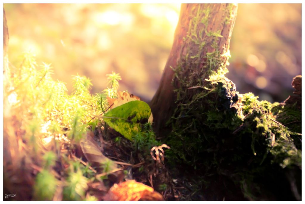 sparks-in-the-realm-of-twilight-004-final