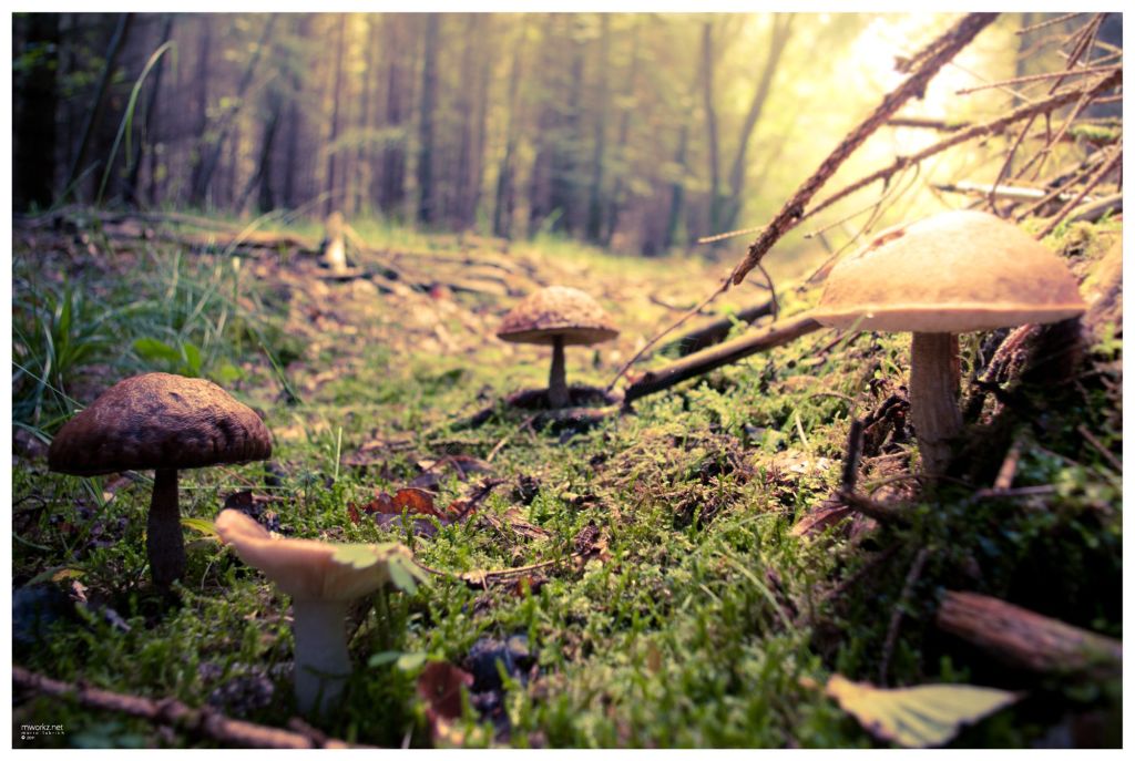 sparks-in-the-realm-of-twilight-008-final