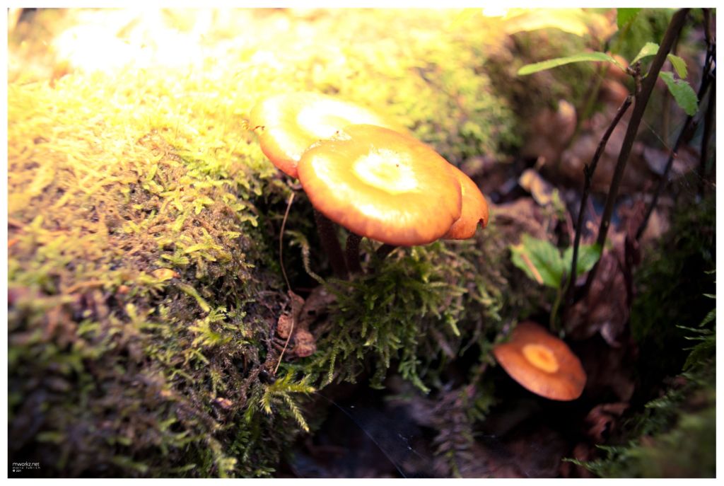 sparks-in-the-realm-of-twilight-014-final