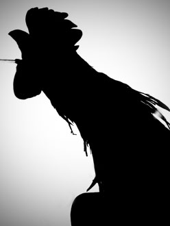 In the garden between shadows and the&nbsp;sun