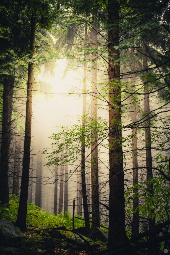 mist-in-the-woods_001_online