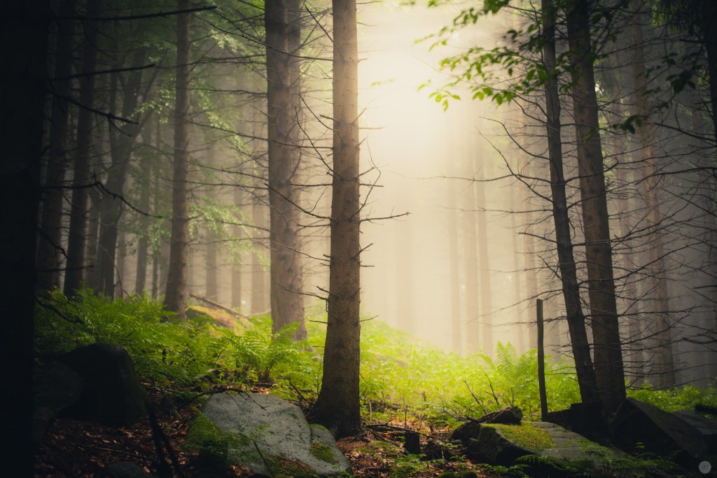 mist-in-the-woods_002_online