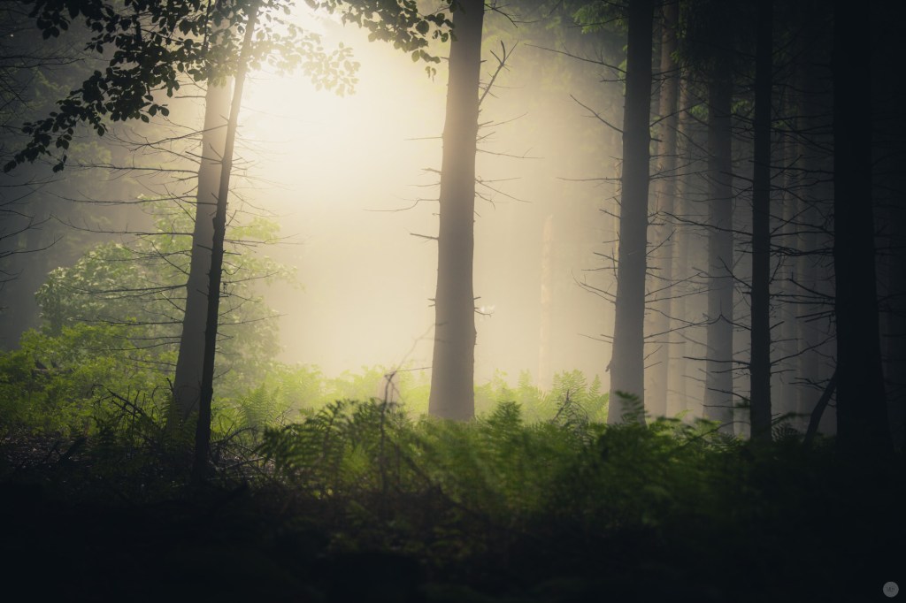 mist-in-the-woods_003_online