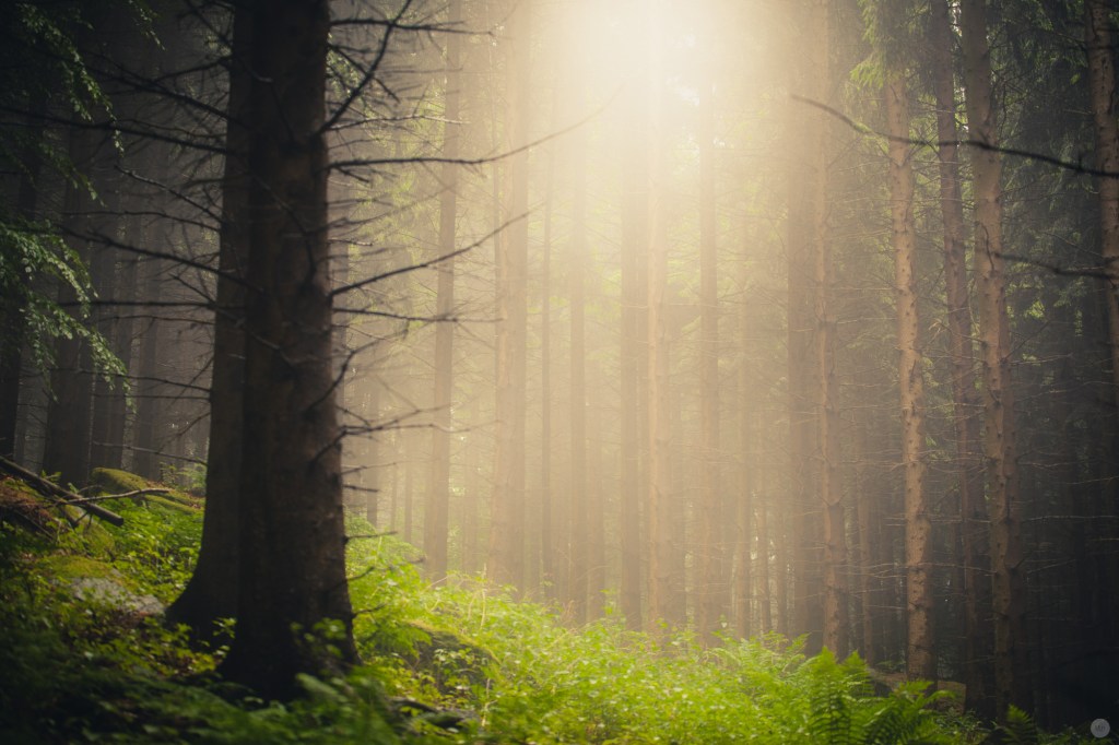 mist-in-the-woods_004_online