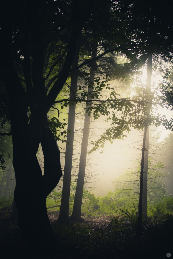 mist-in-the-woods_005_online