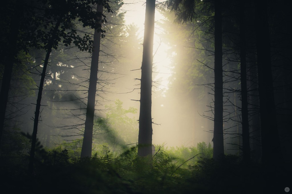 mist-in-the-woods_006_online