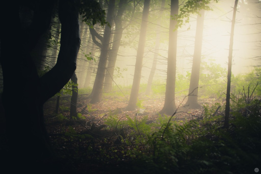 mist-in-the-woods_007_online