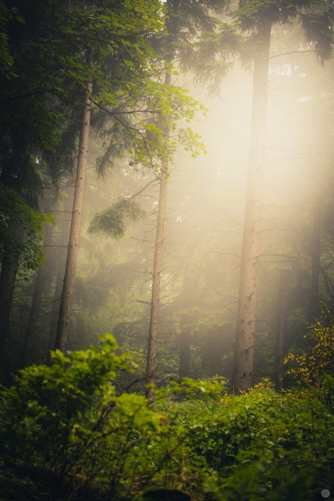 mist-in-the-woods_010_online