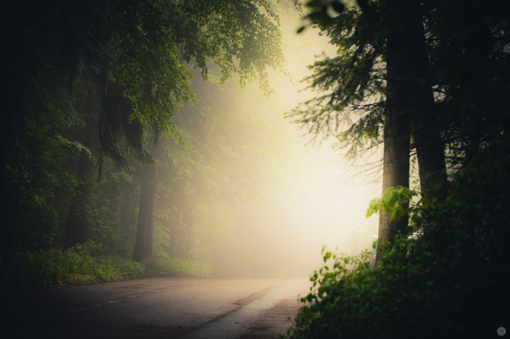 mist-in-the-woods_011_online