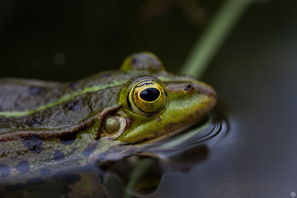 testfotos-tamron90mm_001-online