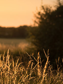 evening whispers III