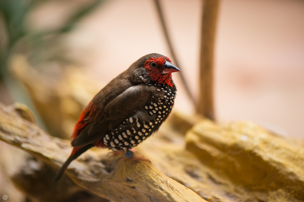 nikond800-unedited-higlights_004_online