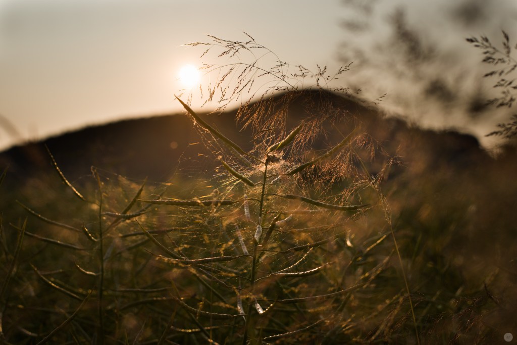 sundown-meadow_001_online