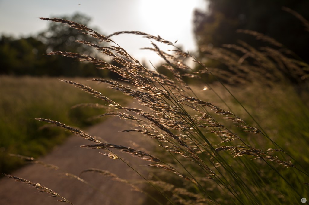 testfotos_tamron24-70_014_online