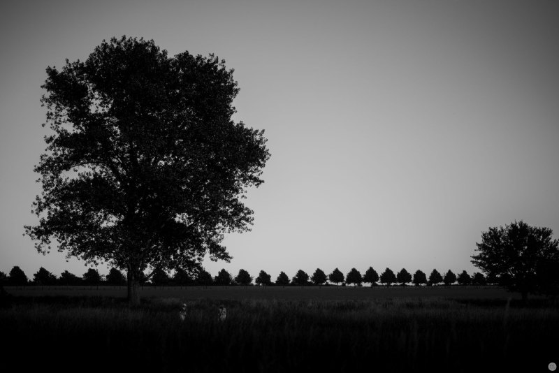 the two in the meadows