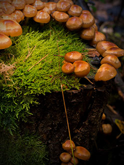 Oktoberpilze, Teil 1