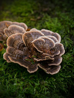 Oktoberpilze, Teil 2