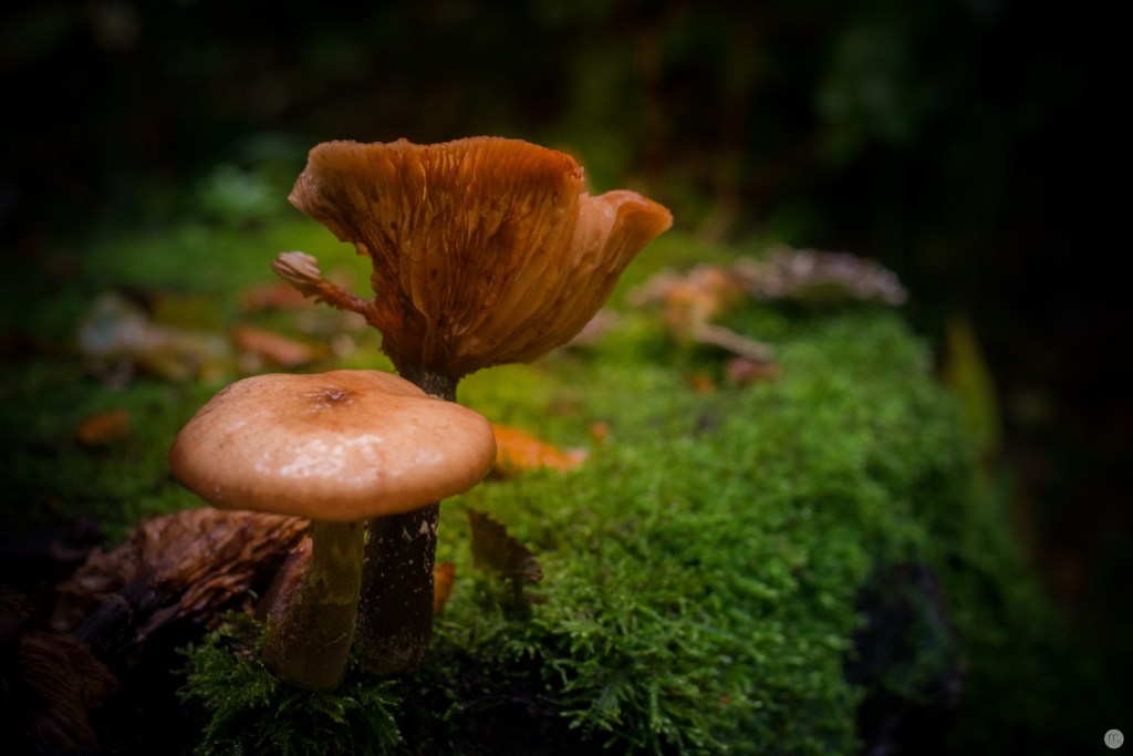 oktoberpilze-02_001_online