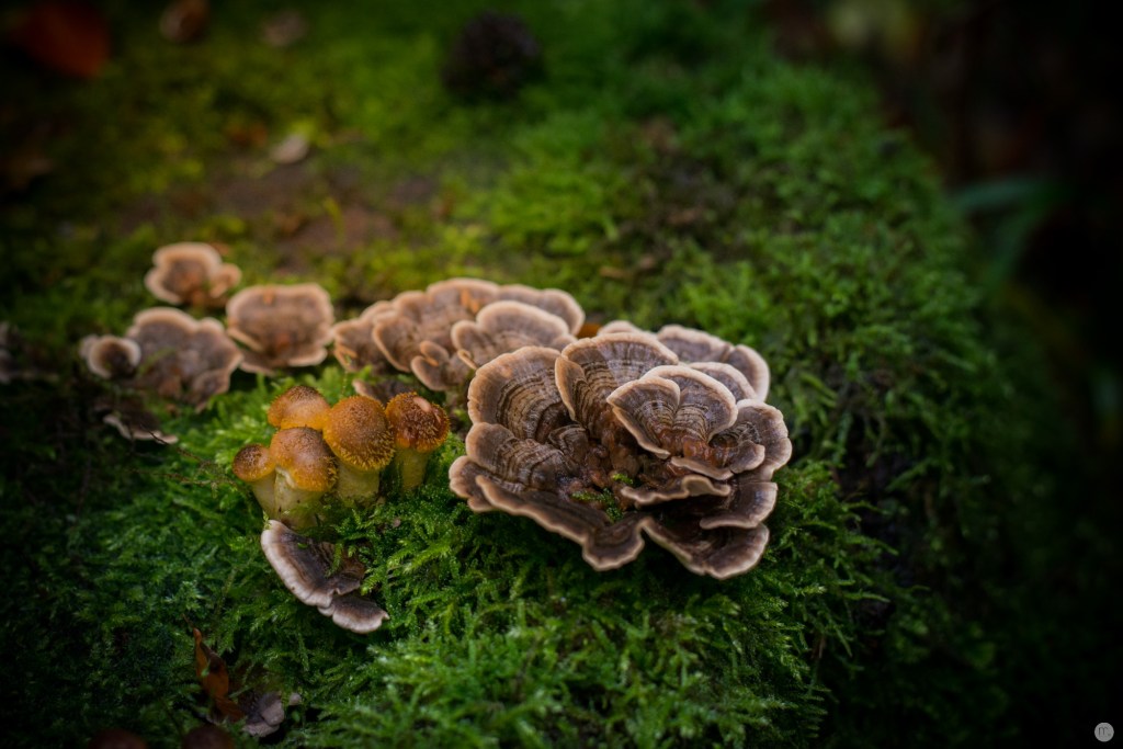 oktoberpilze-02_002_online