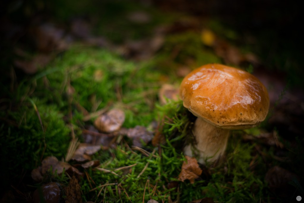 oktoberpilze-02_003_online