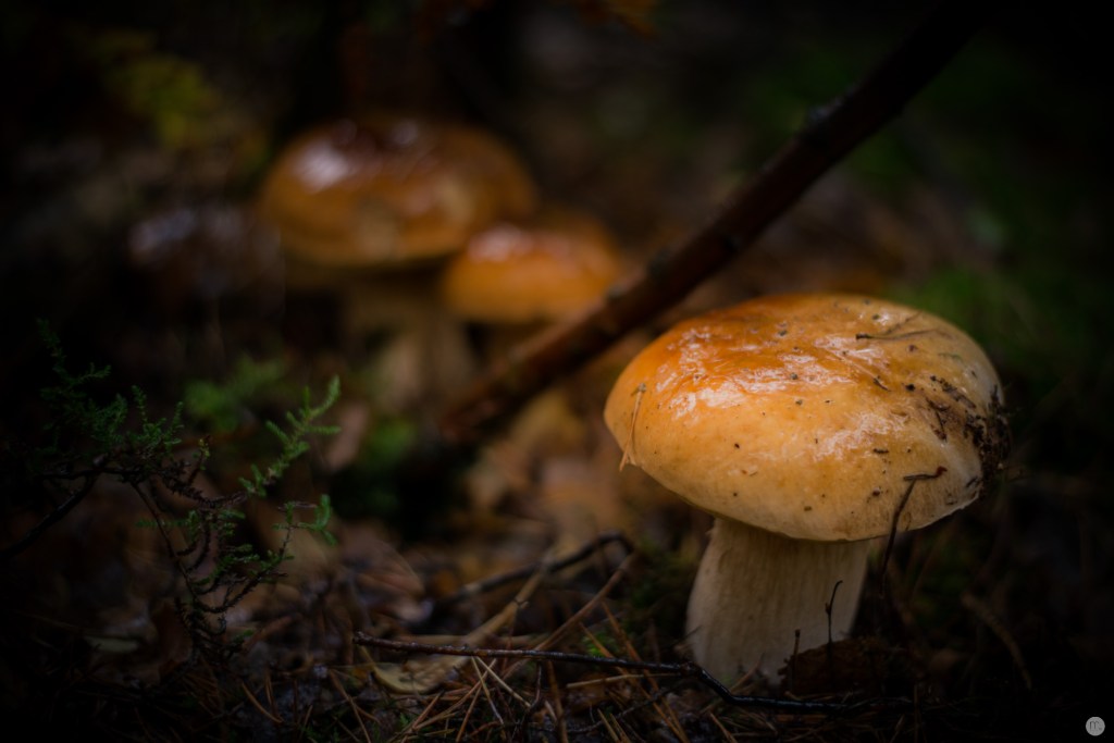 oktoberpilze-02_004_online