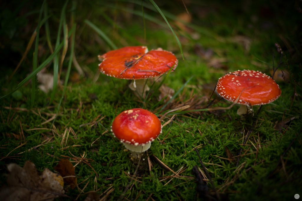 oktoberpilze-02_005_online