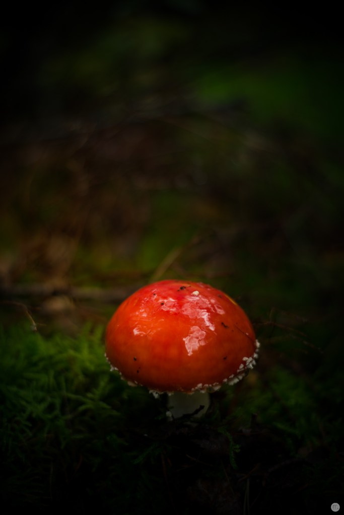 oktoberpilze-02_006_online