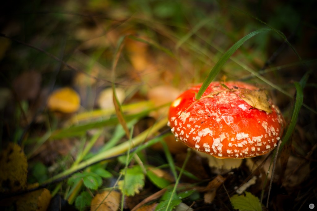 oktoberpilze-02_008_online