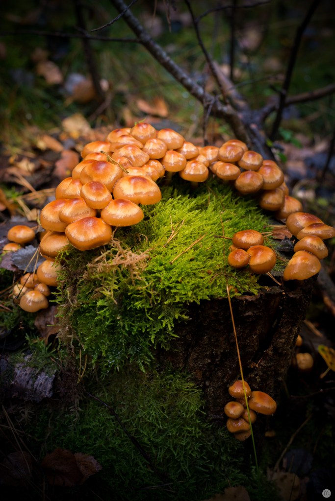 oktoberpilze-02_009_online