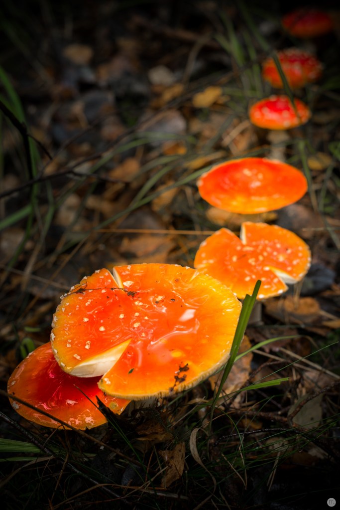 oktoberpilze-02_011_online