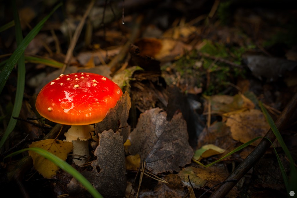 oktoberpilze-02_012_online