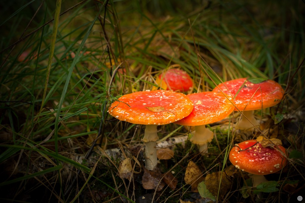 oktoberpilze-02_013_online