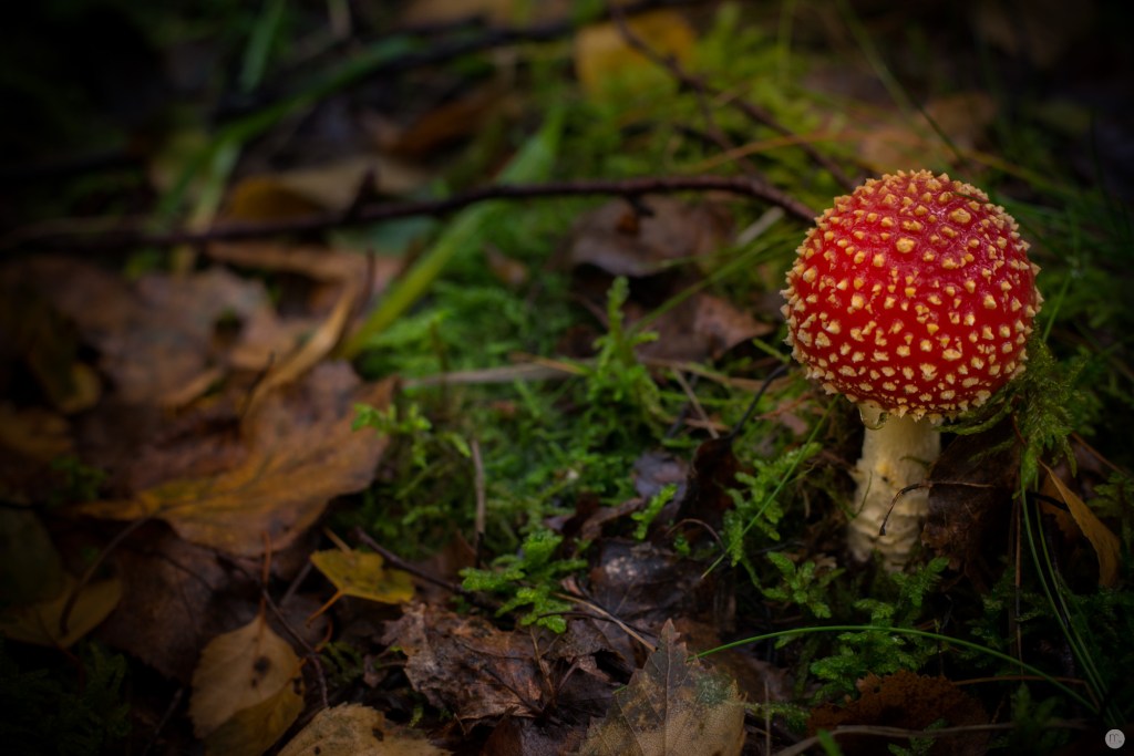 oktoberpilze-02_014_online