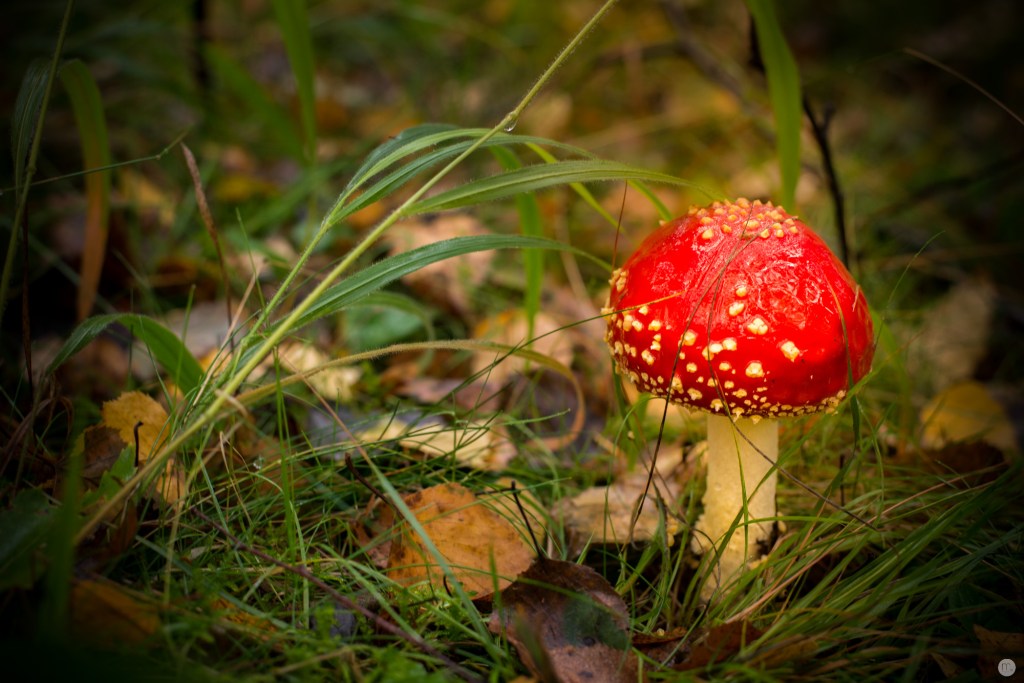 oktoberpilze-02_015_online