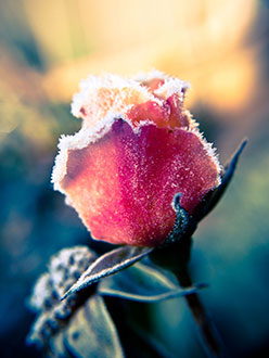 winter’s growth 2 &&nbsp;3