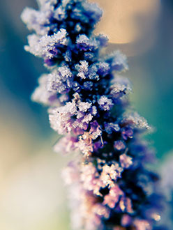 winter’s growth 4 &&nbsp;5