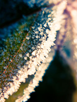 winter’s growth 6 &&nbsp;7